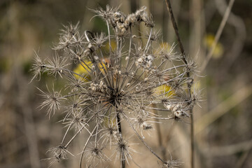 Close-up Of Dandelion. Dry thistle flower on the field. Dry grass Macro. Dried flower