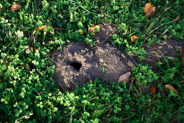 A close up of real wormhole in the park. A hole dug by a mole in the ground