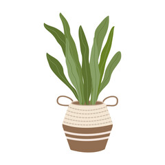 Plant in a modern wicker pot. Flower for the living room. Potted. Vector plant on a white background. Aloe vera.