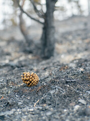 Una piña caída en medio del suelo en cenizas en un bosque del norte de España tras un incendio de verano