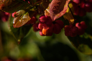 COMMON SPINDLE - Colorful autumn in poisonous berries