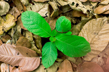 Small green plants in nature surrounded by dry leaves, seasons and environment concept.