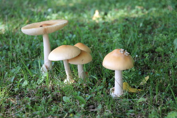 Fungi in the Forest