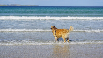 Fury, fluffy dog, standing on the beach in the water