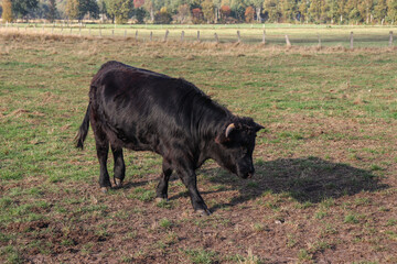 Black cow on a green meadow with green grass on a farm