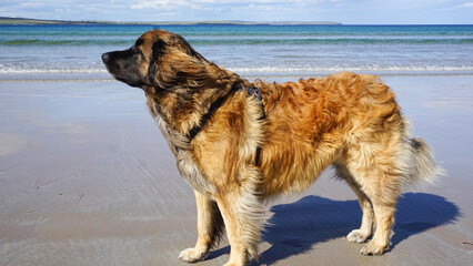 Fury, fluffy dog, standing on the beach by the Ocean and resting
