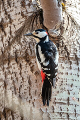 Great spotted woodpecker making a new home