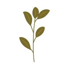 Botanical leaf.decorative leaves.green foliage