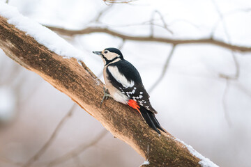 Great spotted woodpecker in winter on a branch