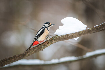 Great spotted woodpecker in winter on a branch
