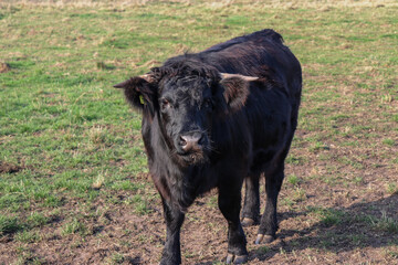 Black cow on a green meadow with green grass on a farm