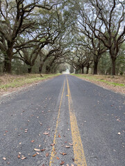 A live oak tree tunnel in South Carolina.