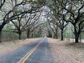 Fototapeta premium A live oak tree tunnel in South Carolina.
