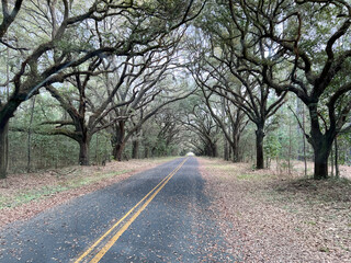 A live oak tree tunnel in South Carolina.