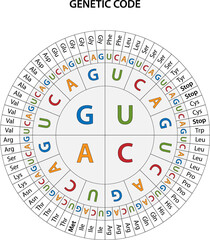 Naklejka premium The Genetic code chart.
