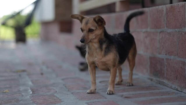 Beautiful view of a brown black spotted dog