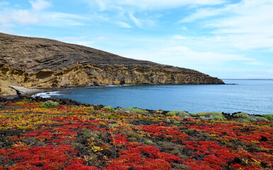 Landscape of volcanic coast near 
Montana Pelada natural black sandy beach with colorful succulent...