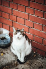 Vertical shot of a cat sitting alongside a brick wall