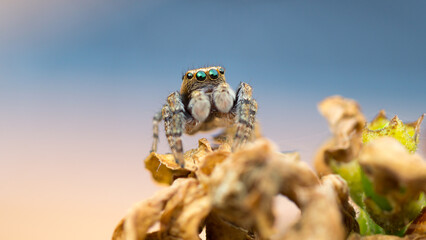 Wide close-up of a male Evarcha falcata jumping spider looking at you