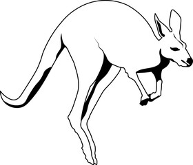 kangaroo