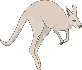 kangaroo