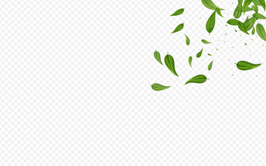 Olive Greens Tree Vector Transparent Background