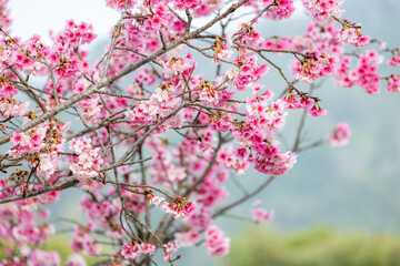 Obraz premium Cherry blossom tree in full bloom