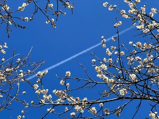 春の高尾梅郷、朝の「木下沢梅林」の白梅と青空