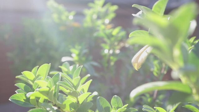 Closeup of a plant with green leaves lit by sun.
