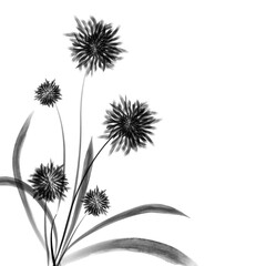 black and white flowers A black and white drawing of a flower with the word dandelion on it