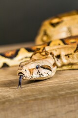Soft focus of a boa constrictor with its tongue out