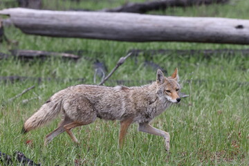 coyote  (Canis latrans)  alberta canada