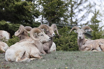 Bighorn Sheep Banff  National Park Kanada