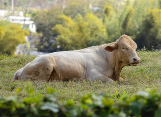 Light brown cow laying on the grass resting in the field from puerto rico country side