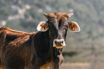 Brown cow portrait looking to the camera from puerto rico