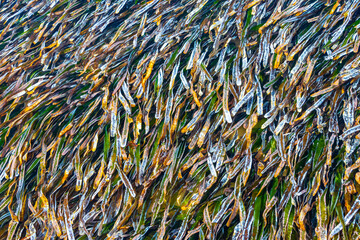 Beautiful sea grass underwater in Caribbean Sea Playa del Carmen.