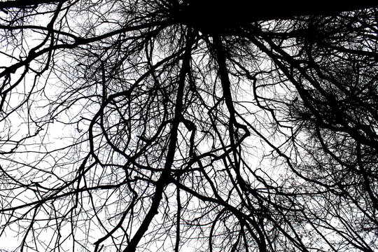 Black white photo of tree tops without leaves