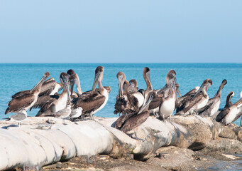 Fototapeta premium Group of Pelicans resting by the sea on the tropical island of Holbox in Mexico