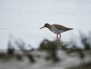 Redshank Standing forward in the sea