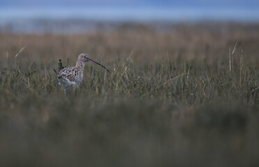 Curlew on the bank