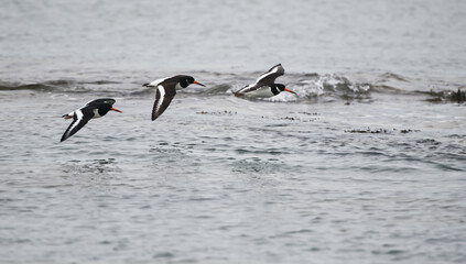 oystercatcher flying over the bay