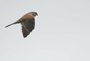 Common kestrel flying