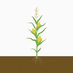 Corn plant grown in soil. corn plant on white background. isolated flat vector