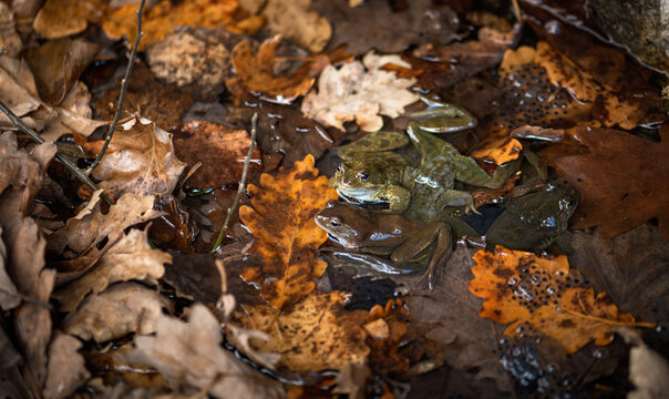 toad on water surface in autumn
