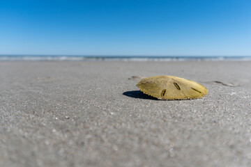 Living sand dollar also known as a sea cookie. Mellita quinquiesperforata, or keyhole urchin. Sub-circular, coated with spines. Cumberland Island National Seashore.