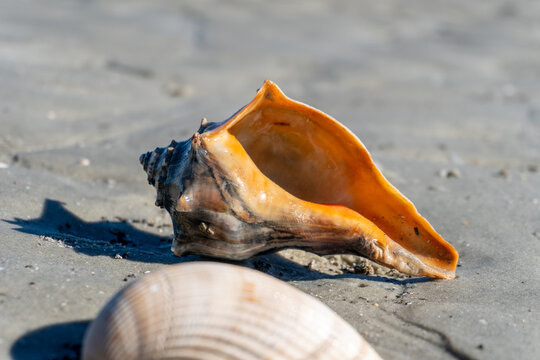 Knobbed whelk shell on Cumberland Island National Seashore. Cumberland Island, largest of Georgia's Golden Isles, is managed by National Park Service. 