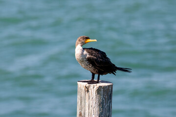 Bird on Pilings on the water
