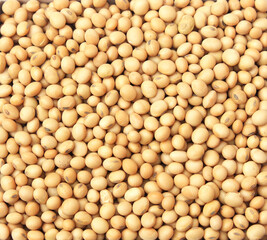 Soya beans pulses filling whole frame, Healthy protein rich Soyabean for everyday breakfast and snacks