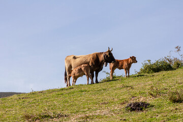 beef cattle, brown in color in the mountains of Allande, Asturias