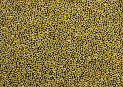 Green Gram, Mung bean, Sabut moong, hari moong dal